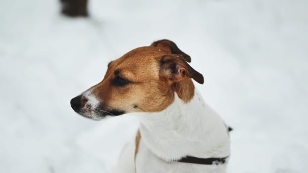 A Jack Russell Terrier trembles in the winter snow