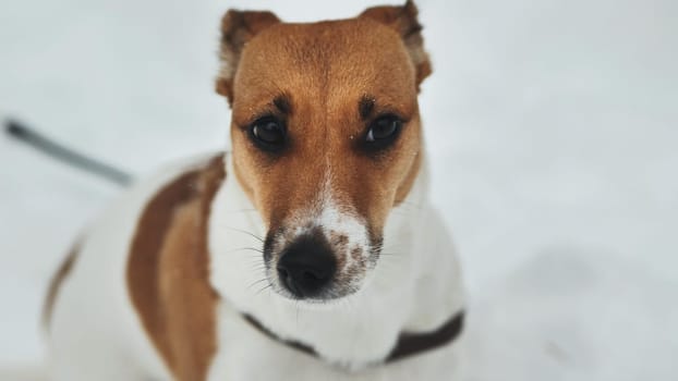 A Jack Russell Terrier trembles in the winter snow