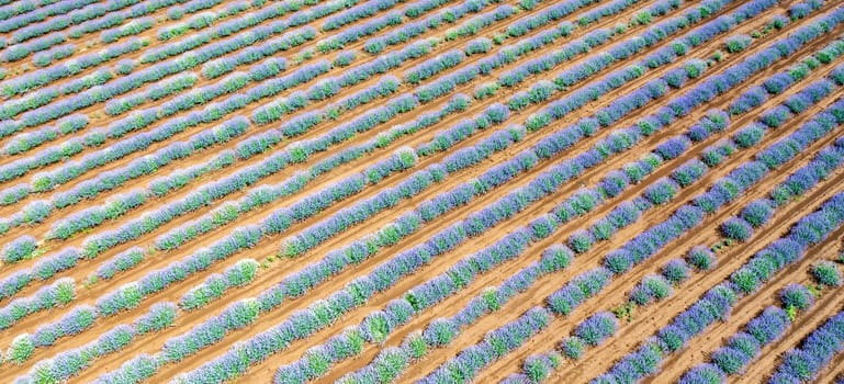 Beauty landscape of blooming lavender rows. Aerial view from drone. Nature background