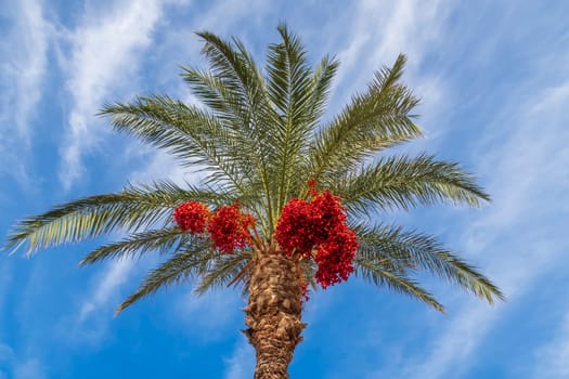 Red date palm fruits growing on a tree