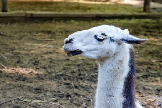 White llama portrait. Farm, zoo, park.