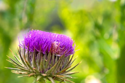 Colorful Wild-growing thistle on a green blurred background. Onopordum acanthium (cotton thistle, Scotch thistle, or Scottish thistle)