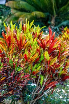 croton plant, multi colored croton plant leaves. Vertical view