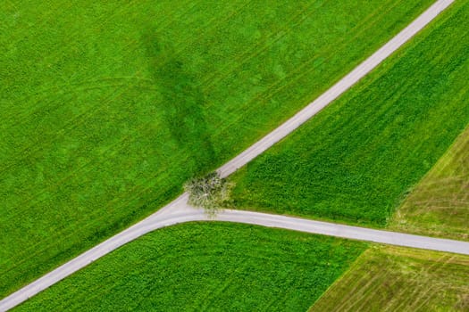 Abstract aerial view of fork road in a field and tree