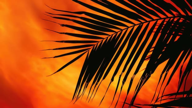 The silhouette of a palm trees leaves against the sunset sky creates a stunning landscape. This closeup view highlights the beauty of this terrestrial plant in the Arecales order AIG50