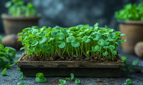 Young Plants Thriving in Nursery. Selective focus.