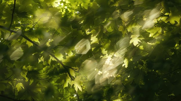 The sunlight is creating a beautiful pattern of circles on the ground as it shines through the leaves of a terrestrial plant AIG50