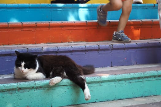 gray color cat resting on popular street in balat .