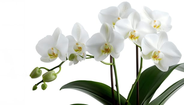 A close up of a beautiful white moth orchid with green leaves set against a white background, showcasing its delicate petals and terrestrial plant characteristics