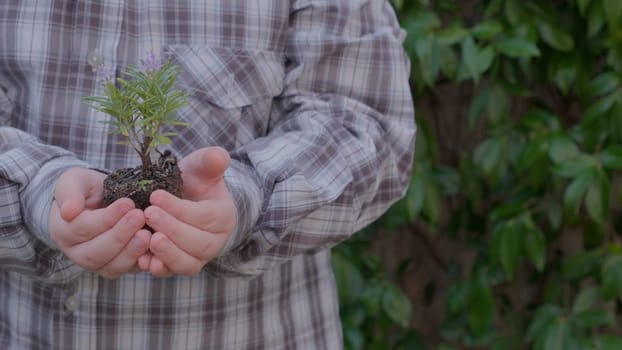 Plant growth. Close up hands holding sapling of young green plant. Earth day spring holiday. Child hand plants young green plant in earth. Concept nature conservation. Ecology protection. Save planet. High quality 4k footage