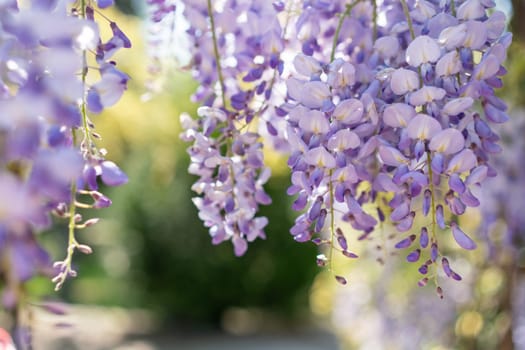 Blooming Wisteria Sinensis with classic purple flowers in full bloom in drooping racemes against the sky. Garden with wisteria in spring