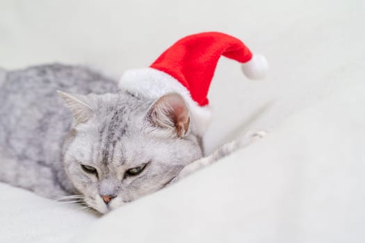 Scottish straight Christmas cat in a red santa hat sleeps on a white blanket. Pets, Christmas stories with pets