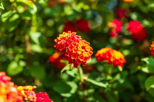 Close-up detail of red flower. Sunshine light