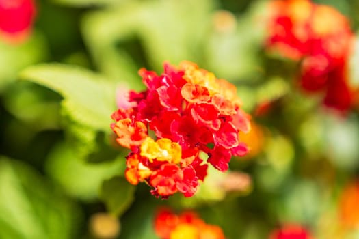 Close-up detail of red flower. Sunshine light