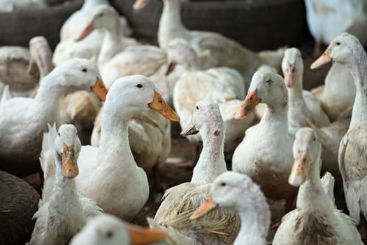 Large group of white ducks at a farm yard.