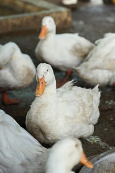 Group of domestic ducks on the rural farm.