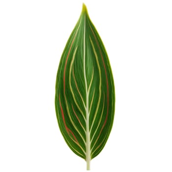 Plants leaf isolated on transparent background