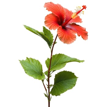 Flowers isolated on transparent background