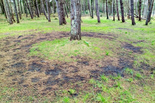 The forest at Murvagh in County Donegal, Ireland.