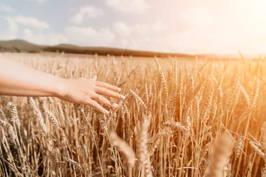 Woman farmer walks through a wheat field at sunset, touching green ears of wheat with his hands. Hand farmer is touching ears of wheat on field in sun, inspecting her harvest. Agricultural business.