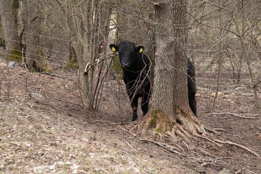 A black cow is standing next to a tree in a dense forest. The cows fur is glistening under the sunlight filtering through the leaves. The trees bark appears rough and textured, contrasting with the cows smooth coat. The forest floor is covered with fallen leaves and twigs, adding a natural touch to the scene.