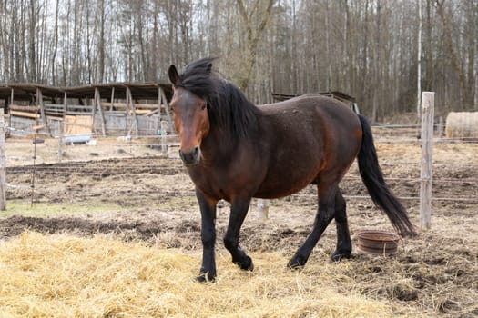 A brown horse is seen walking steadily across a field covered in dry, yellowed grass. The horses movements are fluid and purposeful as it navigates the terrain on a sunny day.