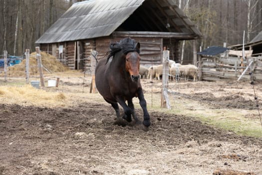 A brown horse gallops energetically across a green field, with a rustic barn visible in the background. The horses mane and tail fly in the air as it moves swiftly through the grassy landscape.