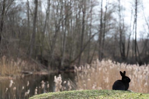 A black rabbit is sitting on top of a vibrant and lush green field. The rabbits fur contrasts beautifully with the green grass, creating an eye-catching scene in nature.