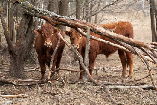 Two brown cows are standing next to each other in a dense forest. The cows are calmly grazing on the green grass and appear to be exploring their surroundings in the natural habitat.