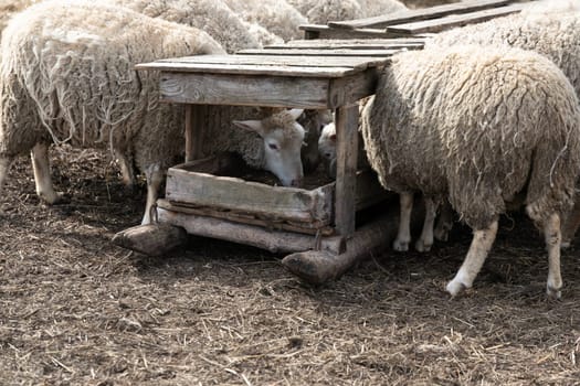 A herd of sheep standing closely next to each other in a grassy field. The sheep are all facing the same direction, appearing calm and content. Some sheep are eating grass, while others are simply observing their surroundings.