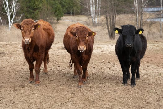 Three cows are casually walking in a green field, with lush trees in the background. The cows are moving in unison, creating a peaceful scene.