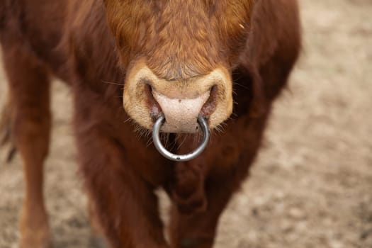 A brown cow standing with a metal ring around its mouth, commonly known as a nose ring. The cow appears calm and is in a field or pasture. The ring is used for leading or controlling the cow.
