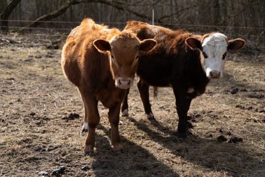 Two cows are standing on top of a dry grass field. The animals are calmly grazing and observing their surroundings under the clear sky.