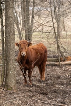 A brown cow is standing next to a tree in a forest, surrounded by green foliage and branches. The cow is looking around curiously, with its ears perked up. The scene captures a peaceful moment of a cow in its natural habitat.
