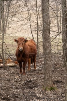 A brown cow is captured standing in the midst of a dense forest. The cow stands tall among the trees, looking around the natural environment.