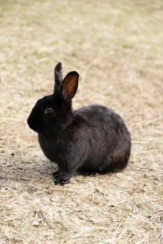 A black rabbit is perched atop a patch of dry grass in a field, its fur blending with the earthy tones. The rabbit appears alert, with its ears upright, possibly watching for predators or seeking food.
