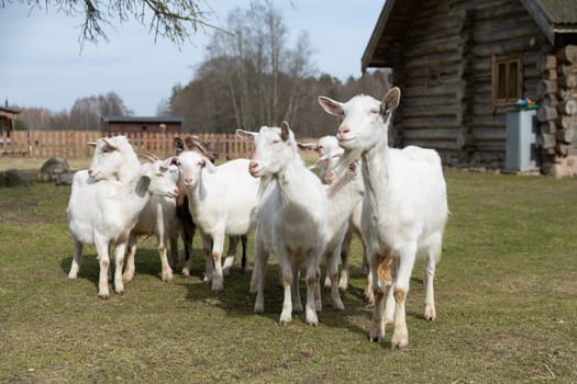 A group of sheep, including lambs and ewes, are standing and grazing on top of a vibrant green field. The animals are scattered across the grassy landscape, leisurely munching on the lush vegetation.