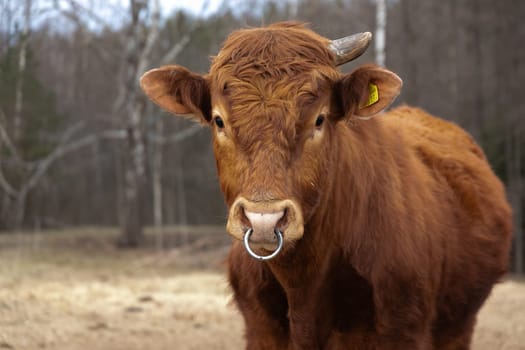 A brown cow is seen standing in a grassy field, with lush green trees in the background. The cow appears to be grazing peacefully under the clear sky.