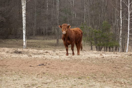 A brown cow standing amidst tall trees and green foliage in the heart of a dense forest. The cow appears alert and focused, blending with its natural surroundings.