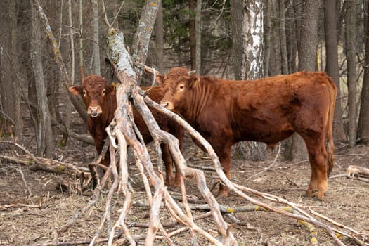 Two brown cows are seen standing amidst tall trees in a dense forest. The cows appear relaxed and are grazing on the lush green grass.