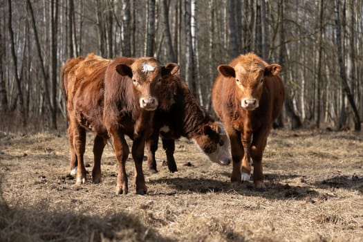 Two brown cows are standing next to each other in a dense forest. The cows are ruminating and observing their surroundings in the natural habitat of the forest.