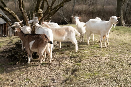 A group of goats can be seen standing on top of a lush green field covered in grass. The goats are scattered across the field, grazing and moving around. The landscape is filled with the sight of goats peacefully roaming and enjoying their surroundings.
