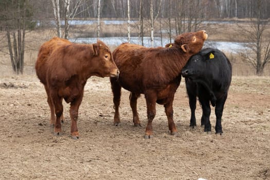 A couple of cows are positioned side by side in a grassy field. Both animals appear calm and are quietly grazing on the lush greenery around them.