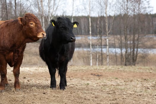 A pair of cows are seen standing majestically on a dry grass field under the open sky. The animals are calmly grazing and enjoying the sunlight on a warm day.