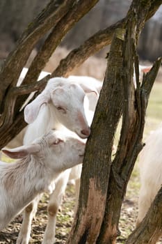 A pair of goats are seen standing next to a tree. The goats appear curious and attentive, their fur blending with the natural surroundings. They are both looking in different directions, probably on the lookout for food or predators.