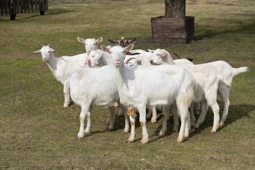 A group of white goats stands on top of a grass-covered field, munching on the green blades as they move around. The herd appears to be grazing and socializing in the open space.