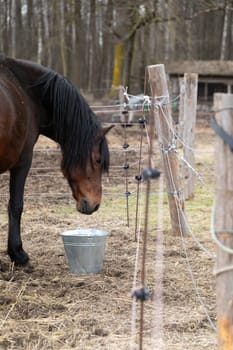 A brown horse is standing calmly next to a sturdy wooden fence in a rural pasture. The horses coat shines in the sunlight as it grazes on the grass nearby.