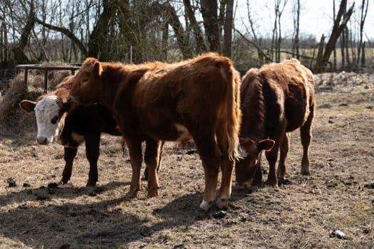 Two brown cows are standing on top of a dry grass field, looking around curiously. The cows are surrounded by yellow-brown grass, indicating a lack of recent rainfall in the area.