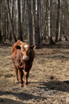 A brown cow stands amidst the trees in a dense forest. The cow appears to be grazing on the lush green vegetation surrounding it.