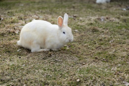 A white rabbit is perched atop a lush green field of grass. The rabbit is sitting calmly and gazing out into the distance, surrounded by the natural landscape.